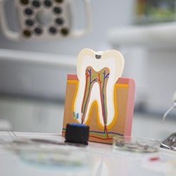 Model of the inside of a tooth